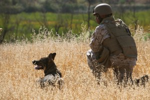 Military Dog 2